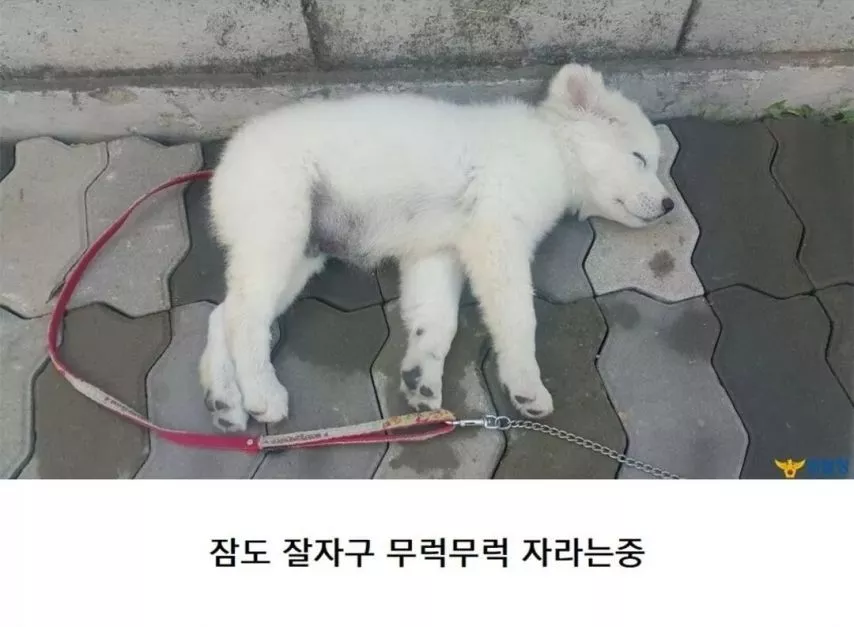 본문 이미지